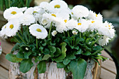 Bellis perennis