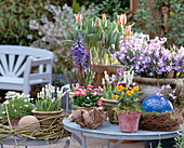 Saxifraga, Muscari botryoides, Haycinthus, Bellis, Tulipa