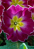 Primula acaulis