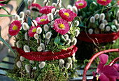 Bellis perennis (Gänseblümchen), Topf mit Moos und Weidenkätzchen