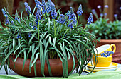 Muscari armeriacum