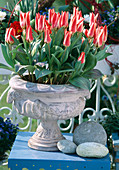 Tulipa 'Authority'