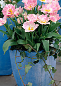 Tulipa-Hybr. 'Peach Blossom'