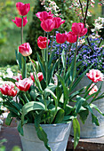 Tulipa-Hybr