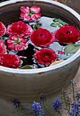 Ranunculus-Blüten im Topf mit Wasser