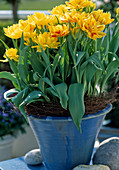 Tulipa hybrid 'Monsella'