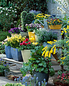 Shelves, Ranunculus, Narcissus, Viola, Myosotis