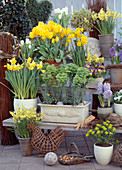 Euphorbia / Wolfsmilch, Tulipa 'Purissima', Hyacinthus, Viola,