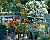 Frühlingsbalkon: Azalea-Hybr., Tulipa 'Prinzess Irene',