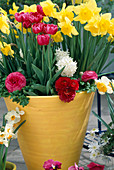 Clay pot with Narcissus 'Golden Harvest', Tulipa, Ranunculus