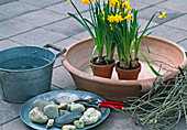 Clay bowl with daffodils, stones, cut branches
