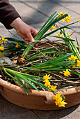 Clay tray with daffodils
