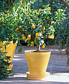 Citrus 'Fukushu'