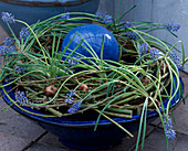 Bowl with wattles and muscari bulbs