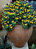 Viola cornuta (horned violet in terracotta pot)