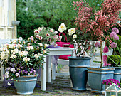 Terrasse mit Cytisus (rotem Ginster), Paeonia (Pfingstrose)