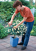 Argyranthemum frutescens - verblühte Teile regelmäßig entfernen