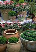 Pots made of imitation resin planted with Pelargonium