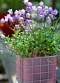 Campanula cochlearifolia 'Bavarian Blue'