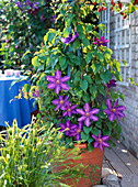 Clematis -Hybr. 'Kjell'