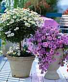 Argyranthemum frutescens (Margerite), Verbena 'Babylon