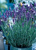 Lavandula angustifolia 'Hidcote Blue' (Lavendel)