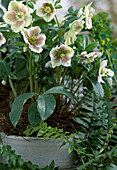 Helleborus Orientalis