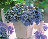 Hydrangea macrophylla