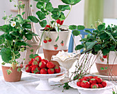 Strawberry still life