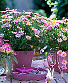 Argyranthemum 'Summit Pink' (Rosa Margerite)