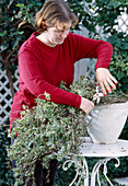 Pruning Mentha suaveolens