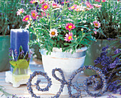 Wire ornament with lavender flowers, Argyranthemum frutescens (daisy)