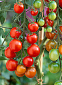 Tomate (Lycopersicum) 'Picolino'