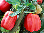 Tomate (Lycopersicum) 'Zahnrad'