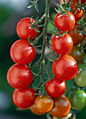 Cocktail tomato 'Picolino' (lycopersicum)