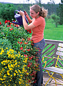 Water balcony flowers regularly