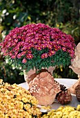 Chrysanthemum indicum (Autumn Chrysanthemum)