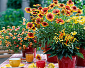 Gaillardia 'Goblin' (firewheel), Capsicum annuum