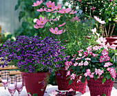 Table arrangement: Brachyscome iberidifolia 'Bravo Violet'