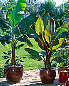 Musa basjoo (Japanese fiber banana), Musa velutina (ornamental banana)