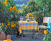 Balkon mit Helianthus 'Pacino', 'Lanta Fe', Solanum