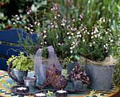 Daboecia (Bell heather)