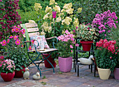 Dahlia hybrid, Clematis, Hydrangea (Hydrangea), Cosmos