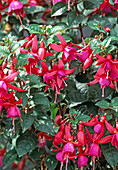 Fuchsia 'Beacon'