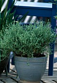 Thymus citriodorus 'Compactus' (Lemon thyme)