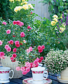Rosa (ground cover rose) 'Knirps', Gypsophila muralis, annual