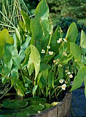 Sagittaria sagittifolia (Pfeilkraut)