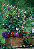 Wooden container planted with trellis as privacy screen