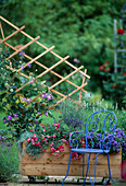 Wooden container with trellis planted with Clematis 'Juuli'.