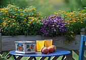 Tagetes tenuifolia 'Orange Gem', Brachyscome iberidifolia